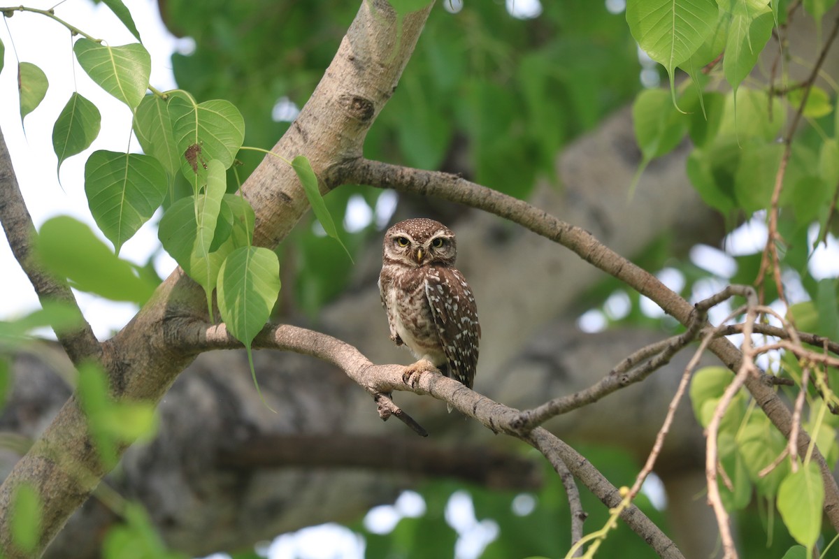 Spotted Owlet - ML442428961