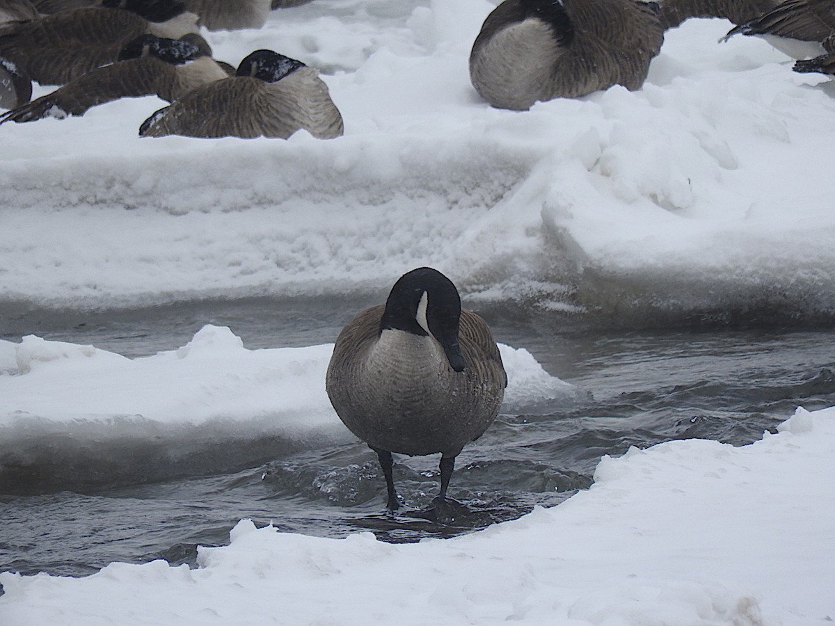 Canada Goose - ML442430281