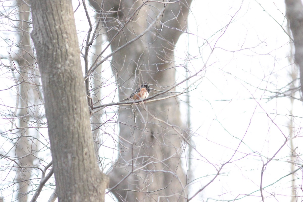 Eastern Towhee - ML442430671