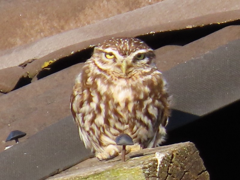 Little Owl - ML442430741