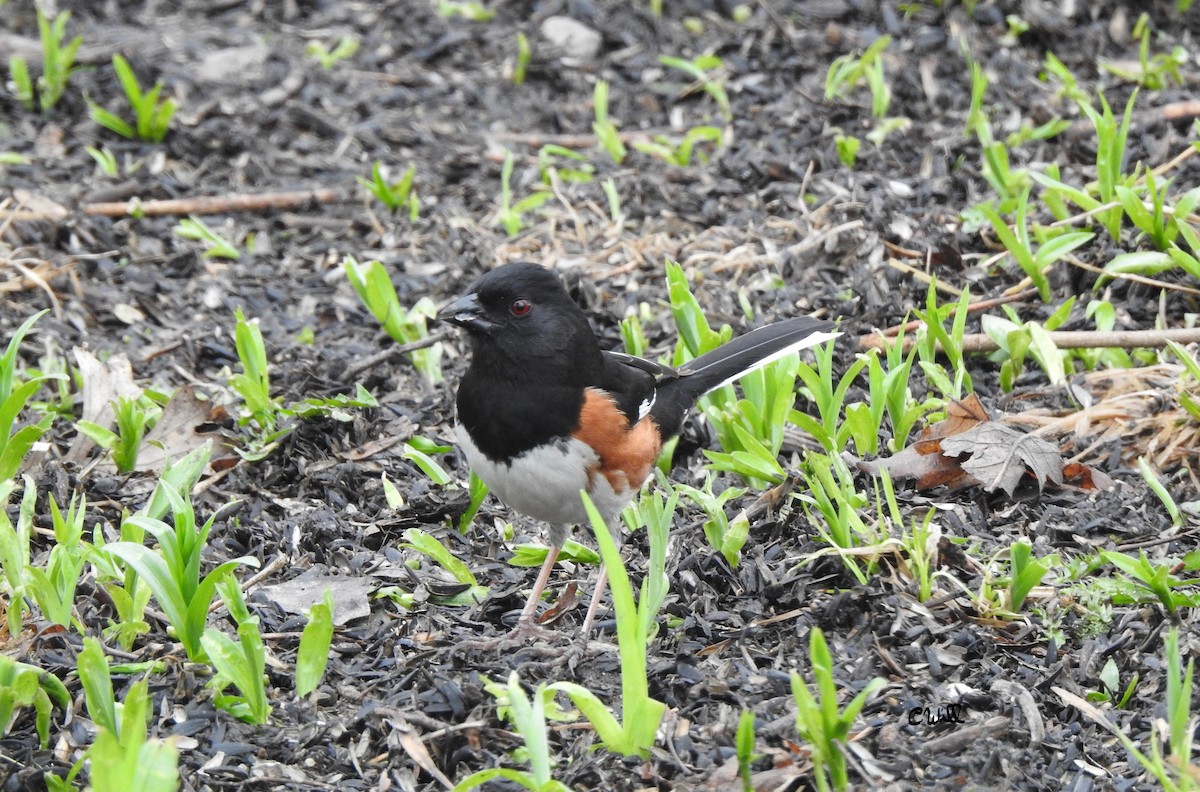 Eastern Towhee - ML442431871