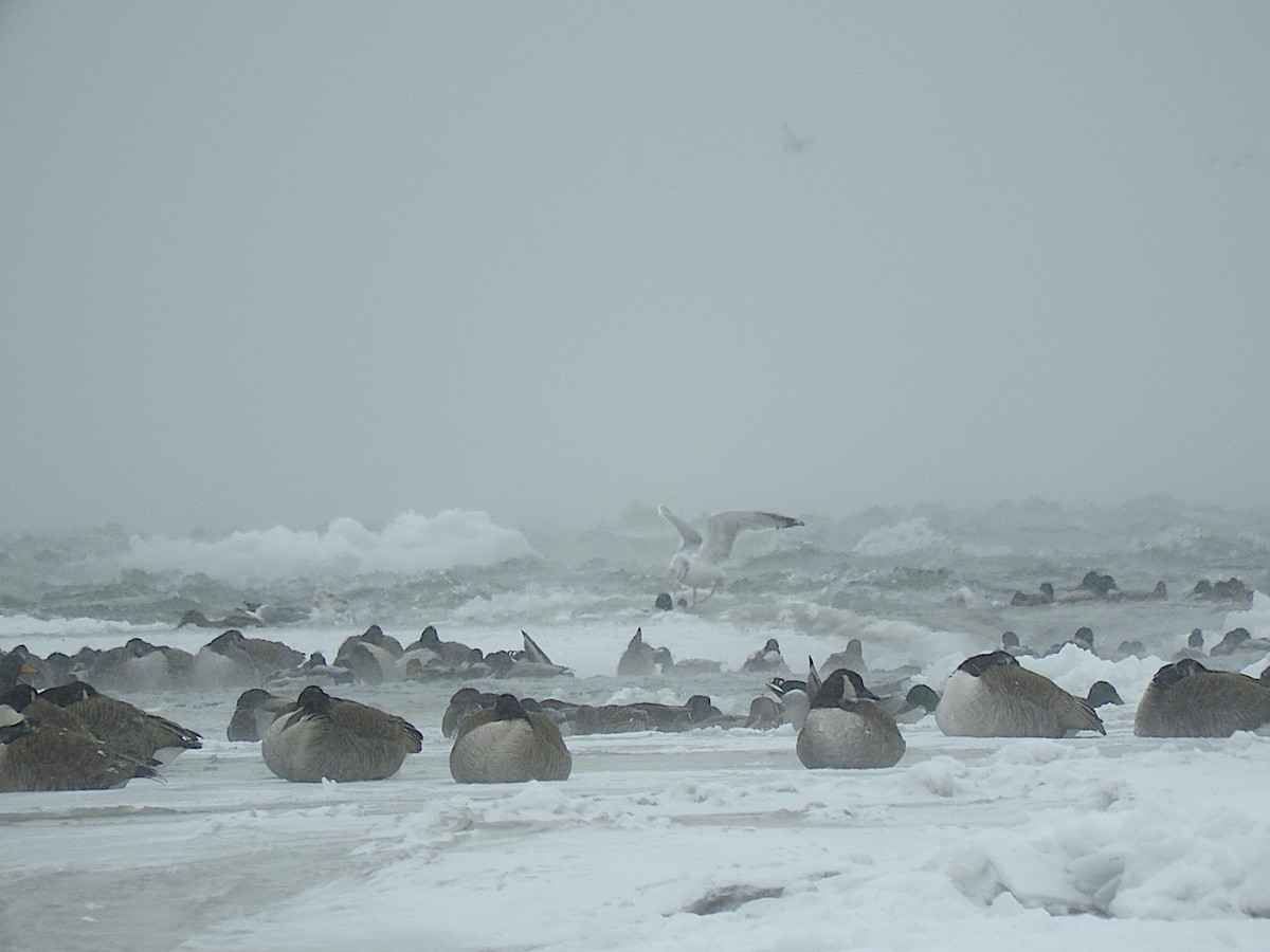 Canada Goose - ML442431881