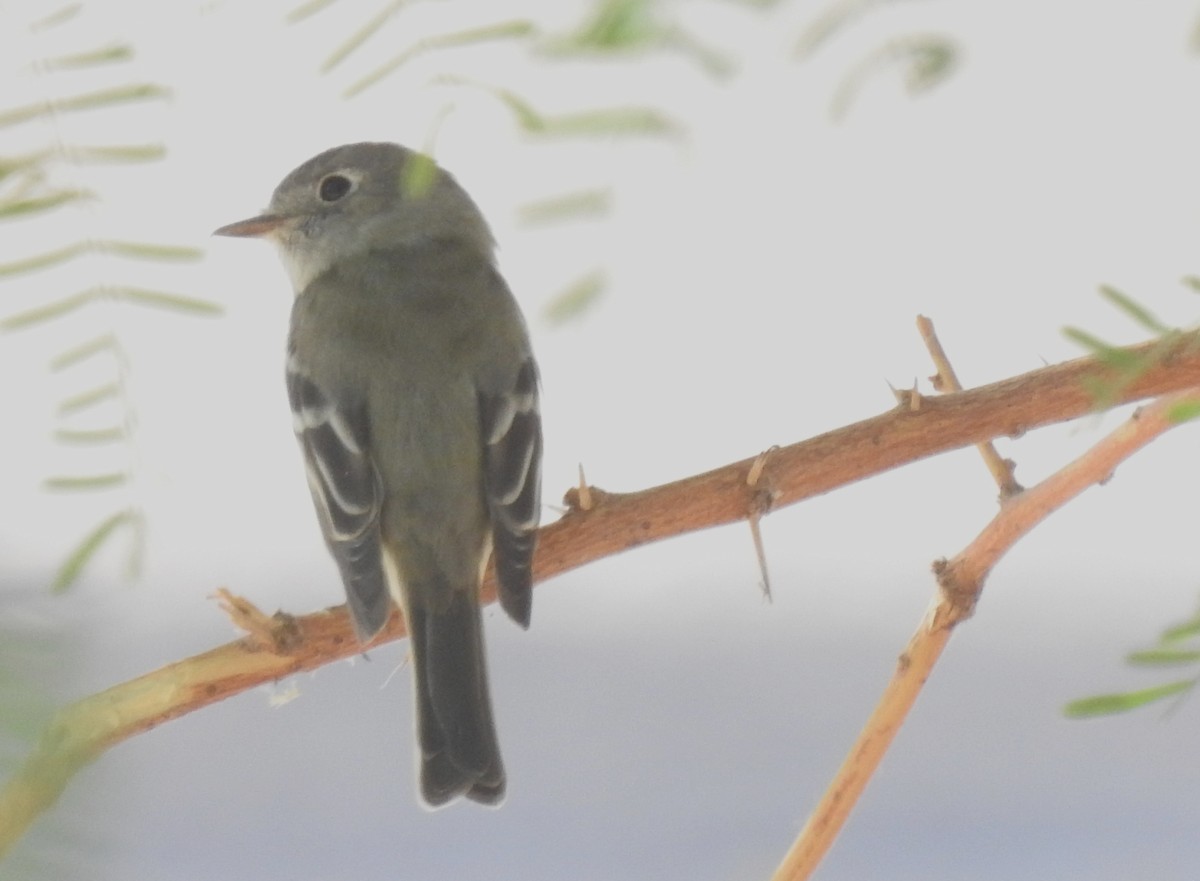 Hammond's Flycatcher - ML442432561