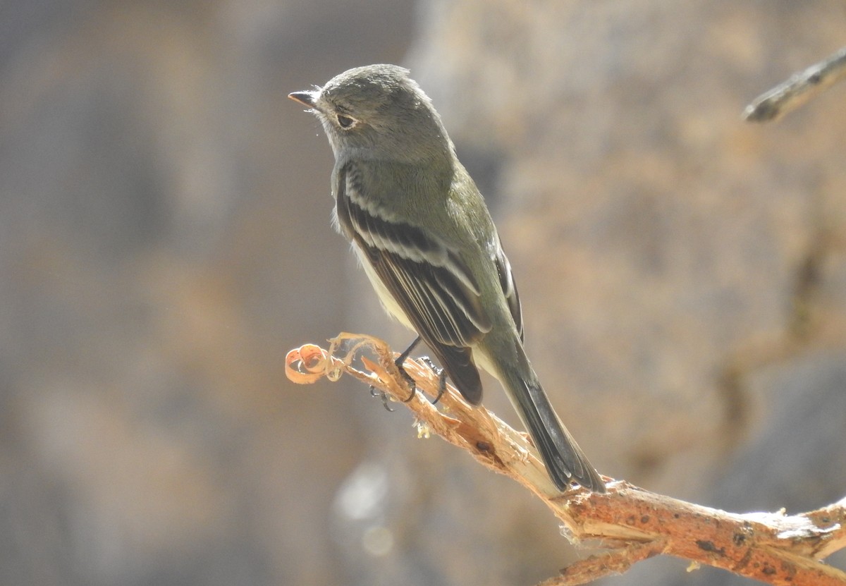 Hammond's Flycatcher - Chris Dean