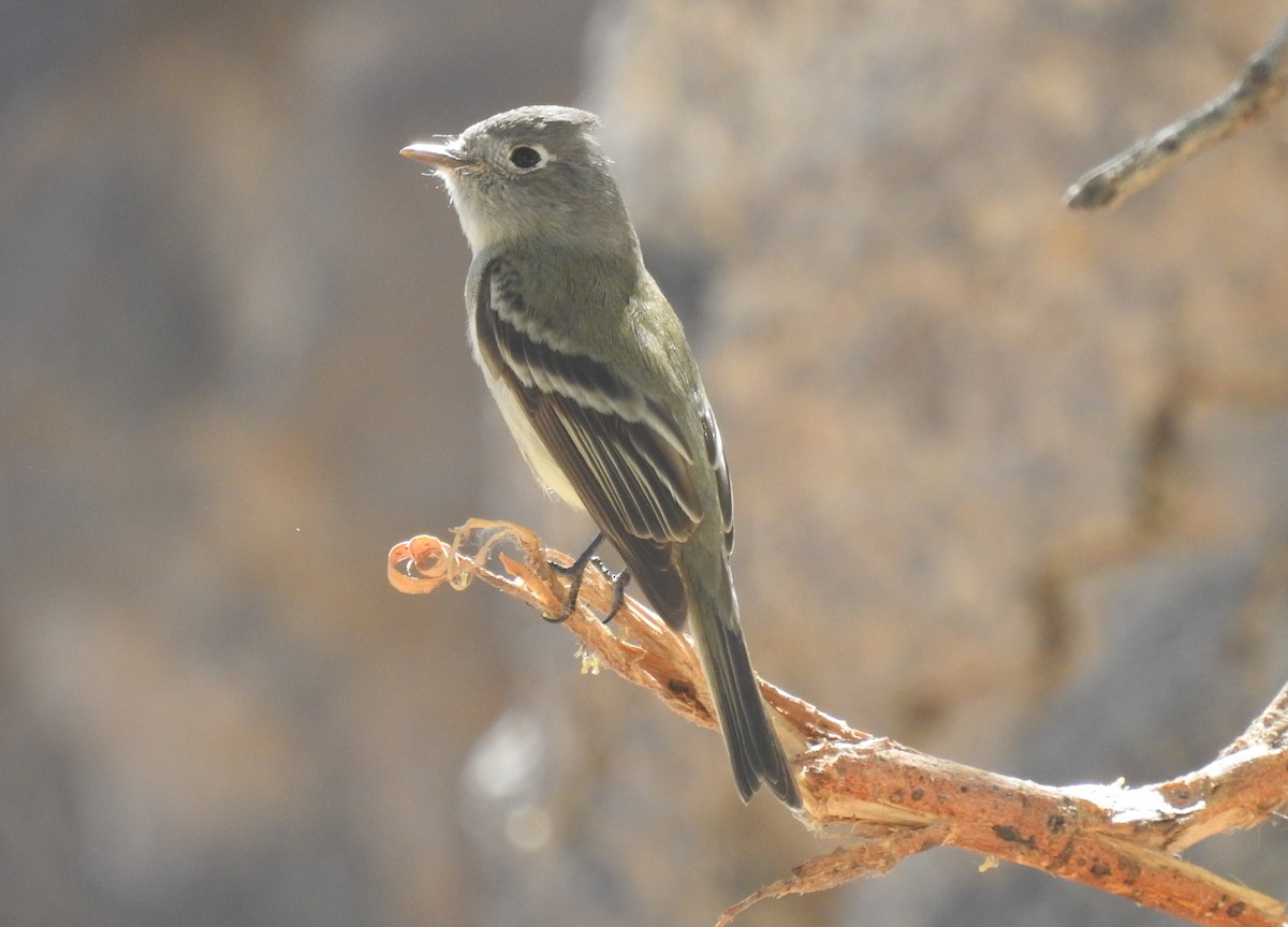 Hammond's Flycatcher - Chris Dean