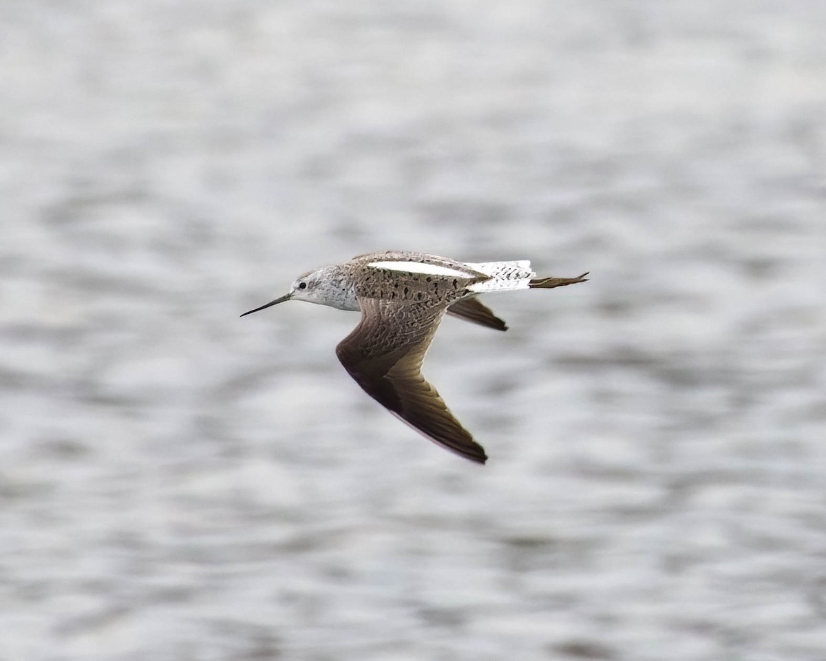 Marsh Sandpiper - ML442432761