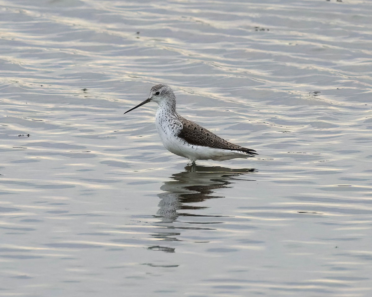 Marsh Sandpiper - ML442432801