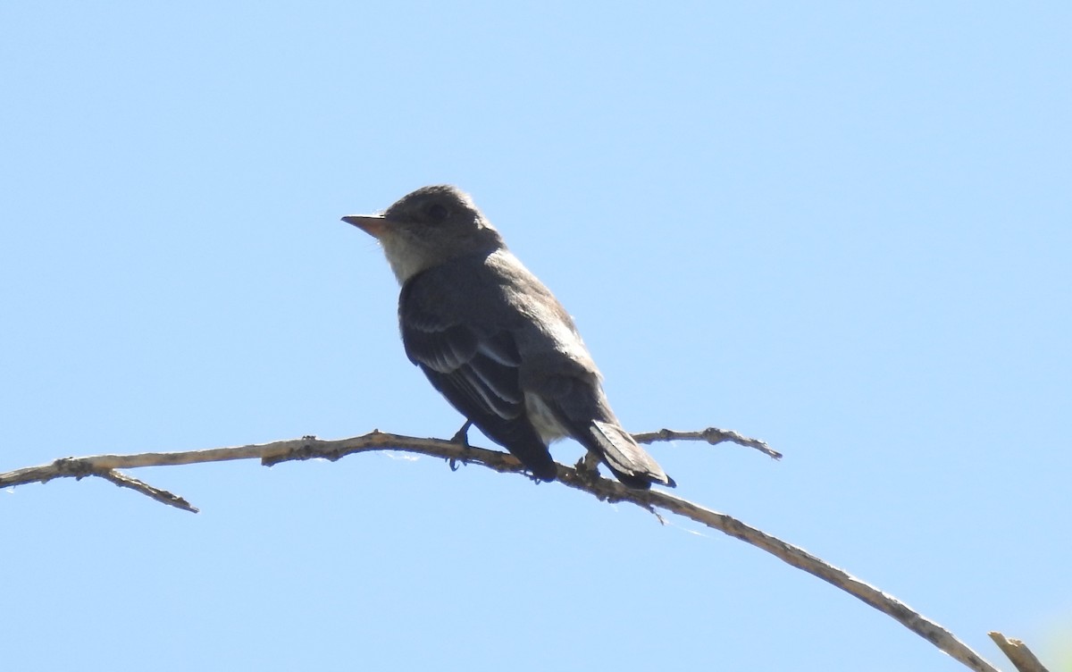 Hammond's Flycatcher - Chris Dean