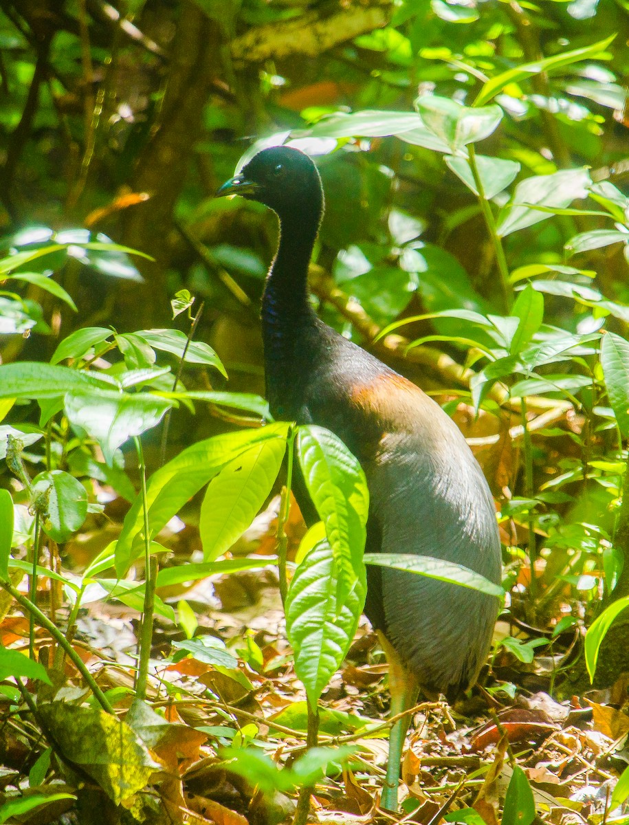 Gray-winged Trumpeter - ML442436881