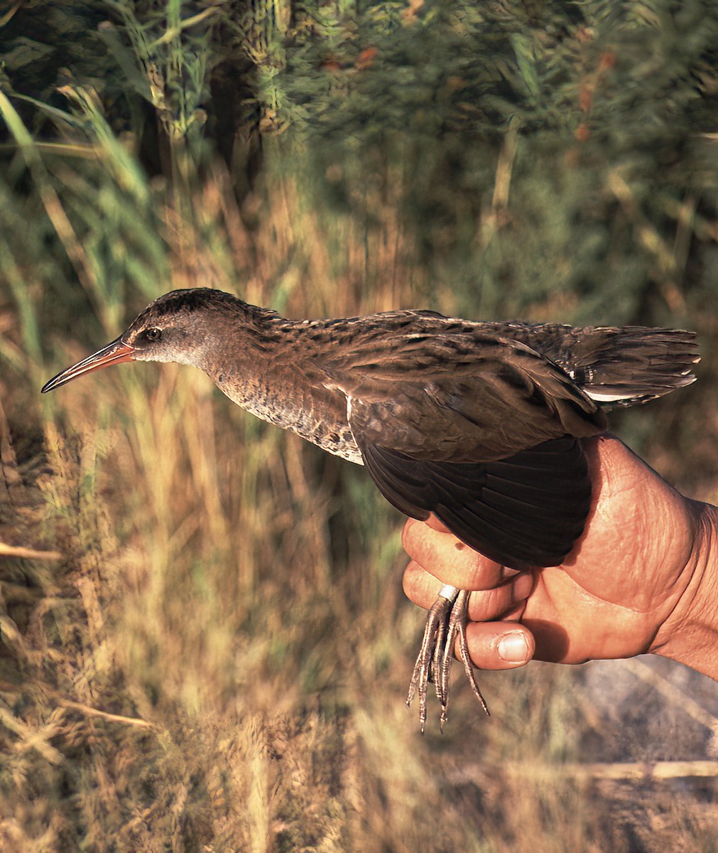 Uroilanda handia - ML442437381