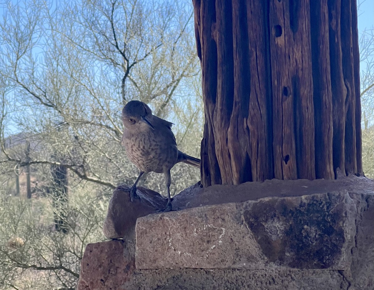 Curve-billed Thrasher - ML442438281