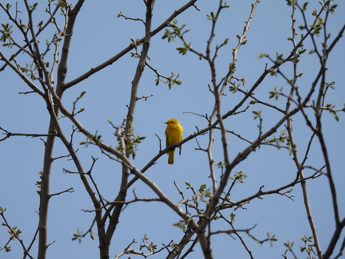 Yellow Warbler - Elliot Kirschbaum
