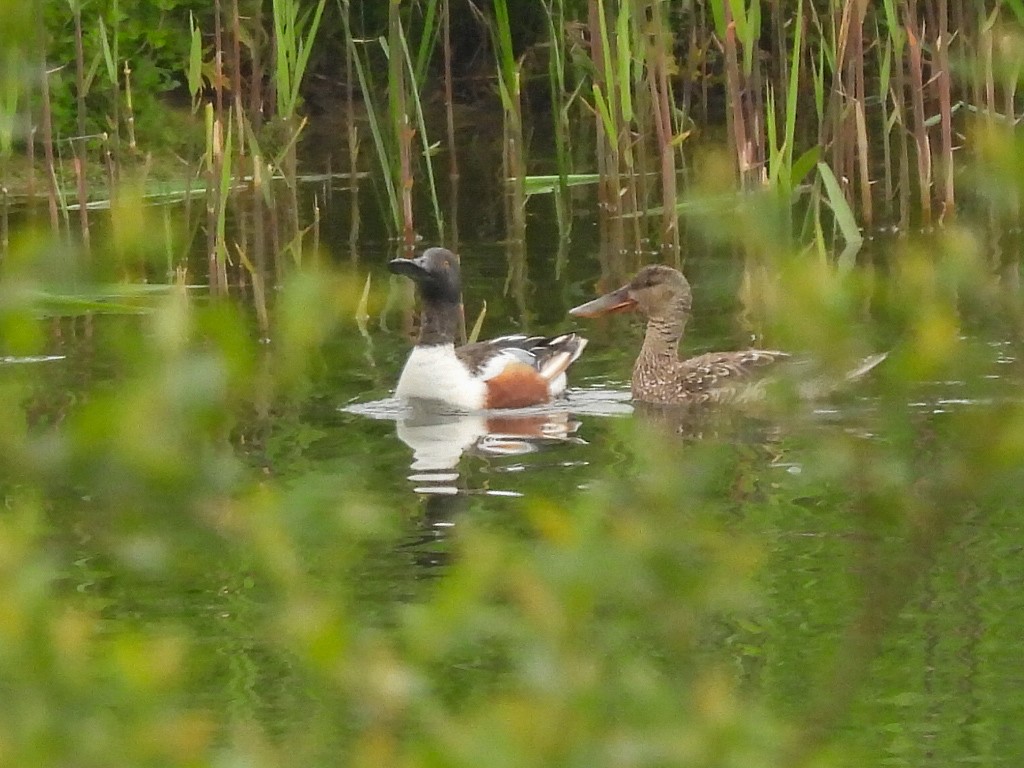 Northern Shoveler - ML442438361