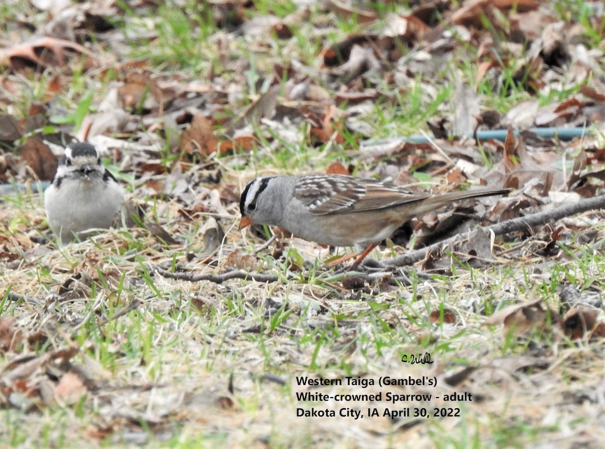 White-crowned Sparrow (Gambel's) - ML442438661