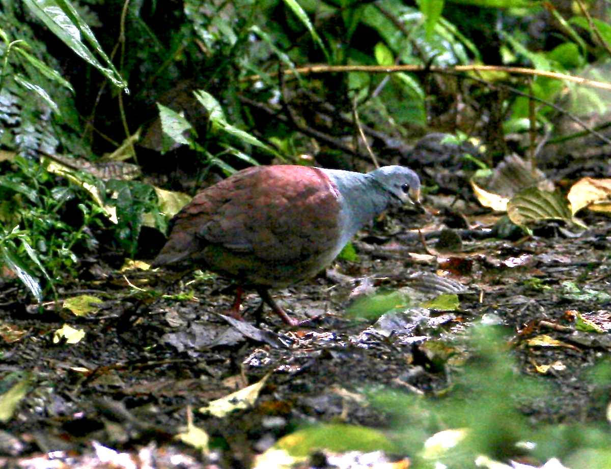 Buff-fronted Quail-Dove - Joseph Tobias