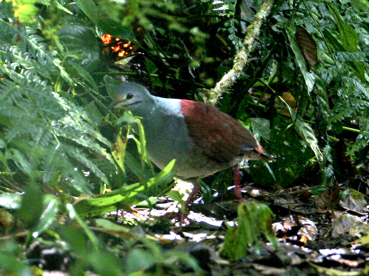 Colombe du Costa Rica - ML442438871