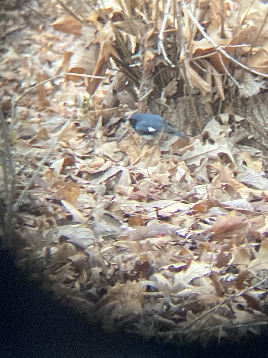 Black-throated Blue Warbler - ML442439121