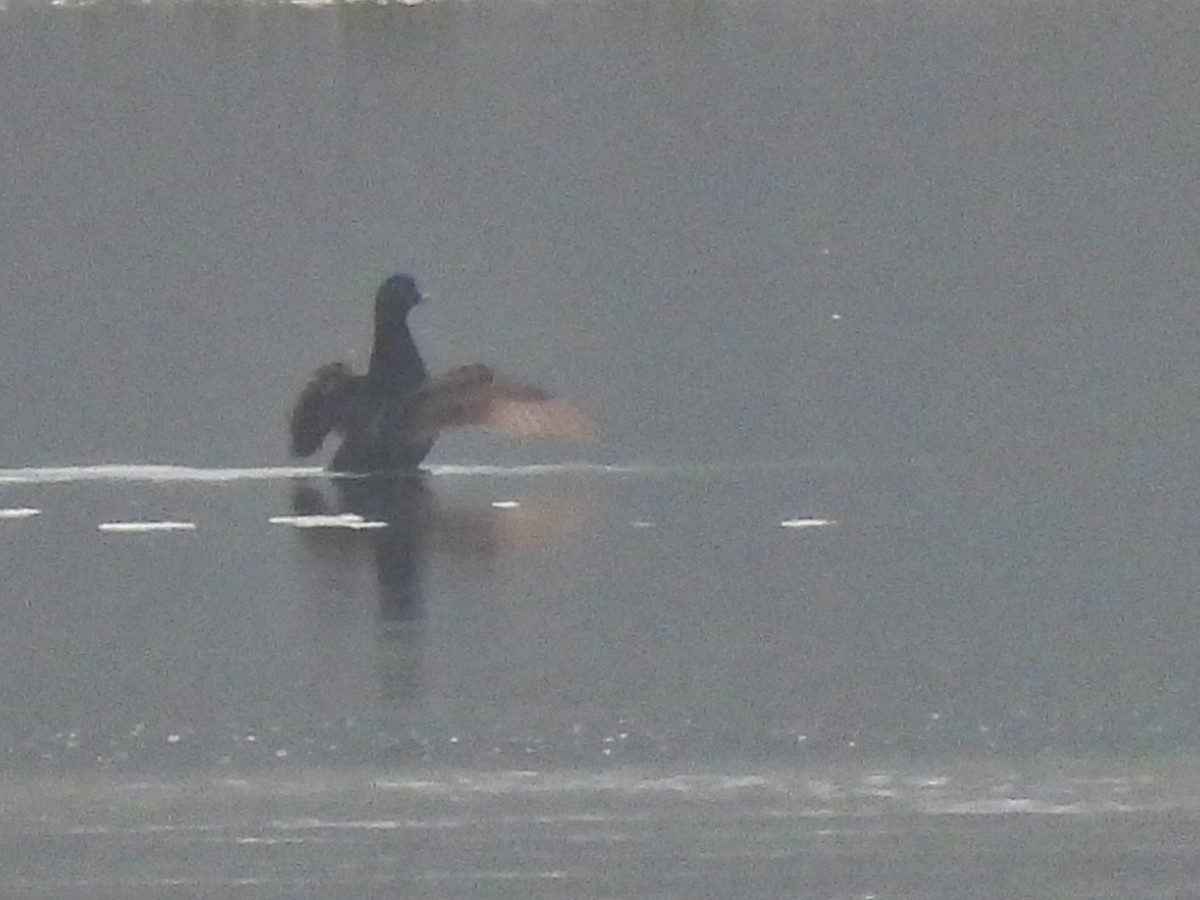 Common Scoter - ML442439471