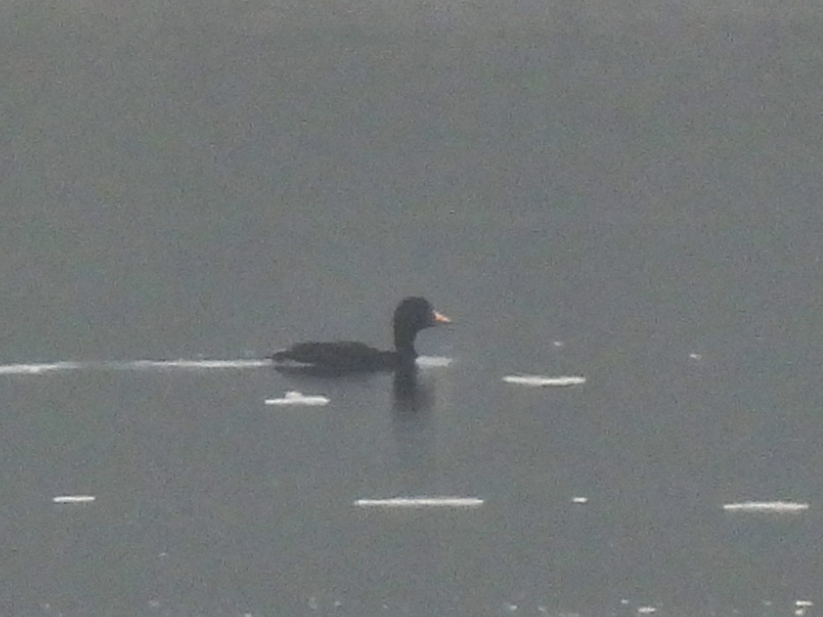 Common Scoter - ML442439481