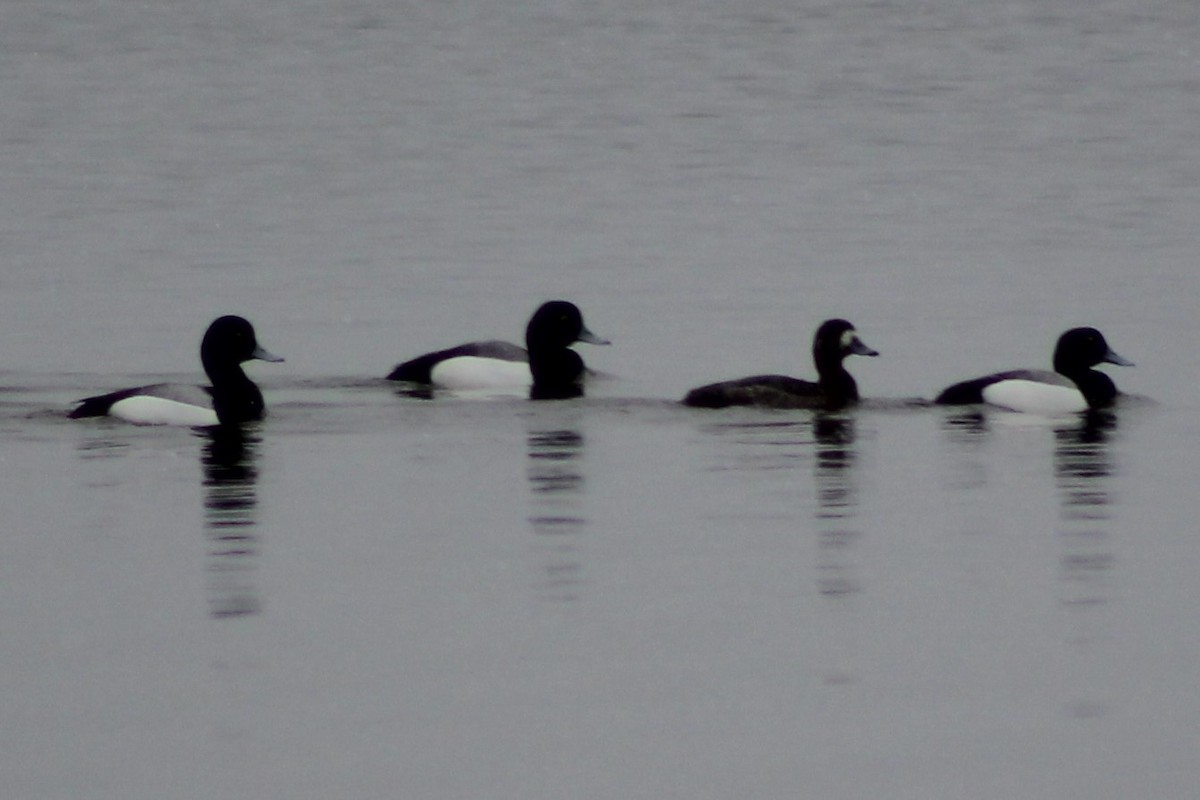 Greater Scaup - ML442440381