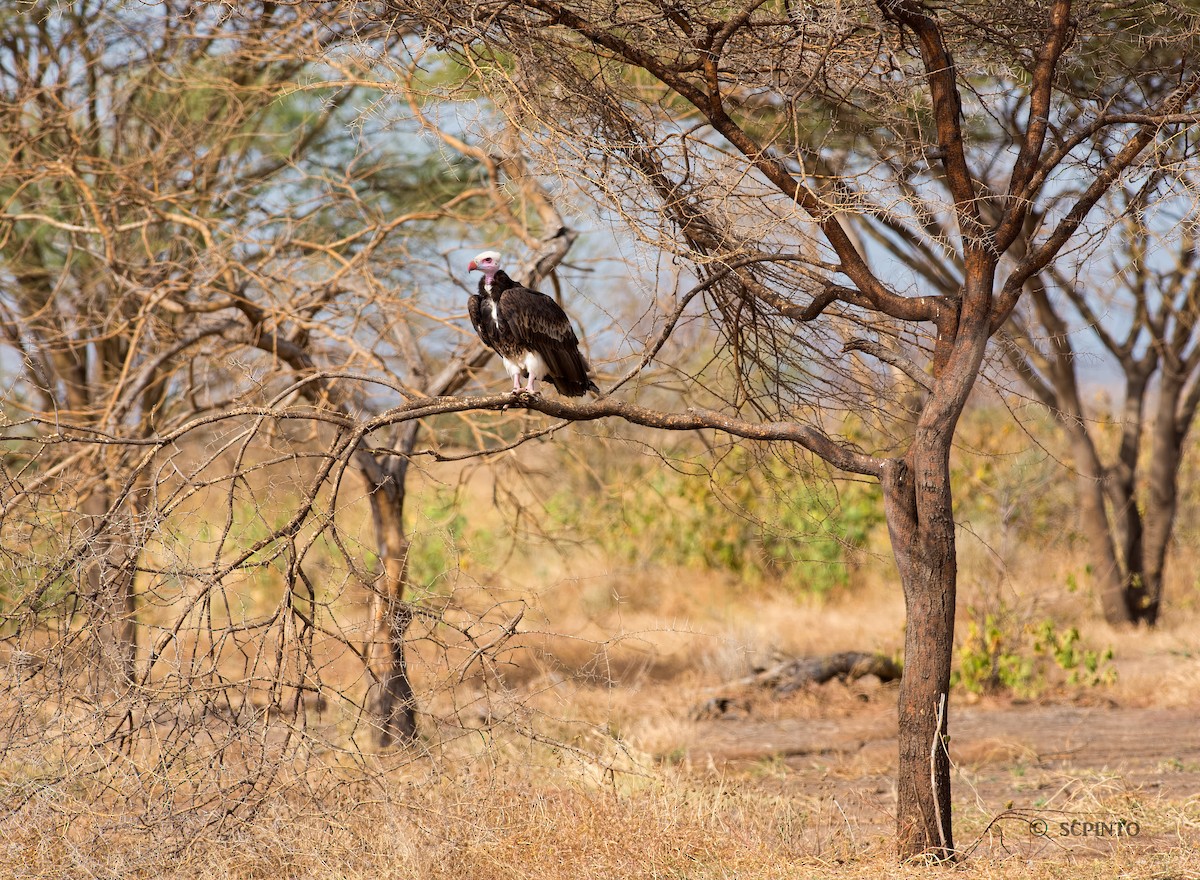 White-headed Vulture - ML44244191