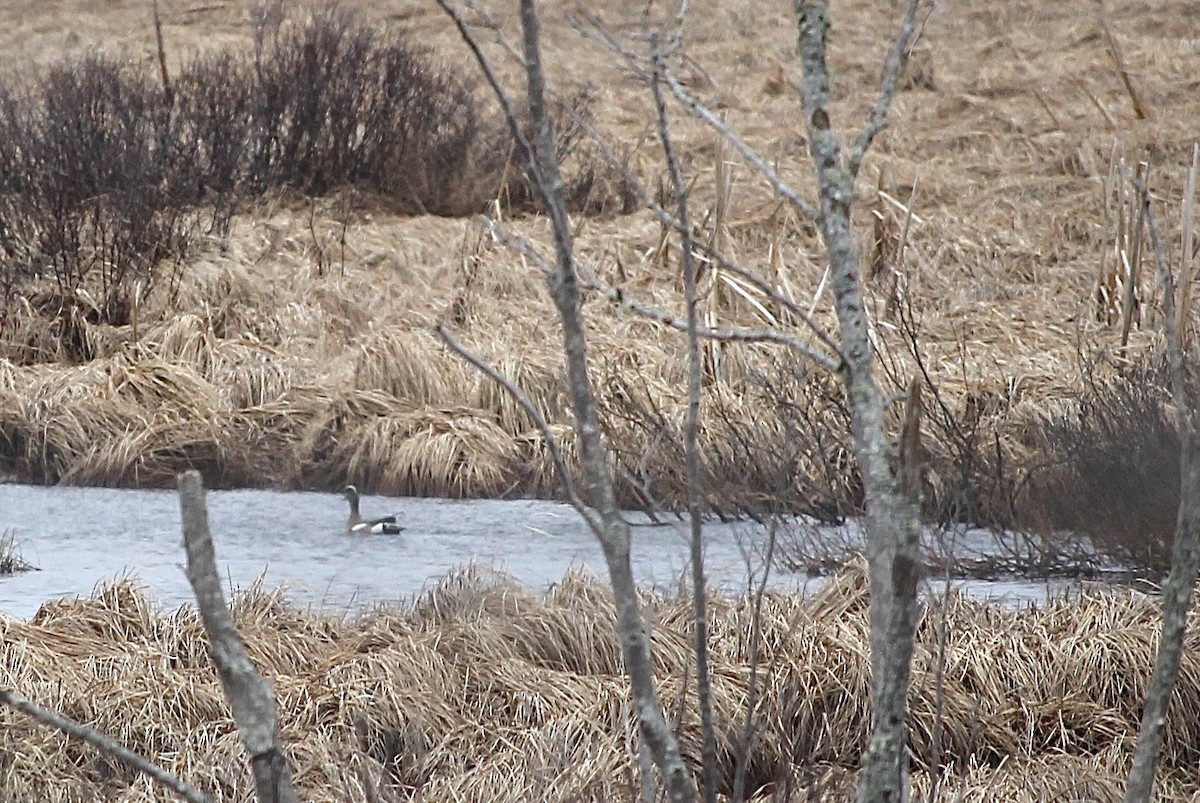 American Wigeon - Brandy Rebel