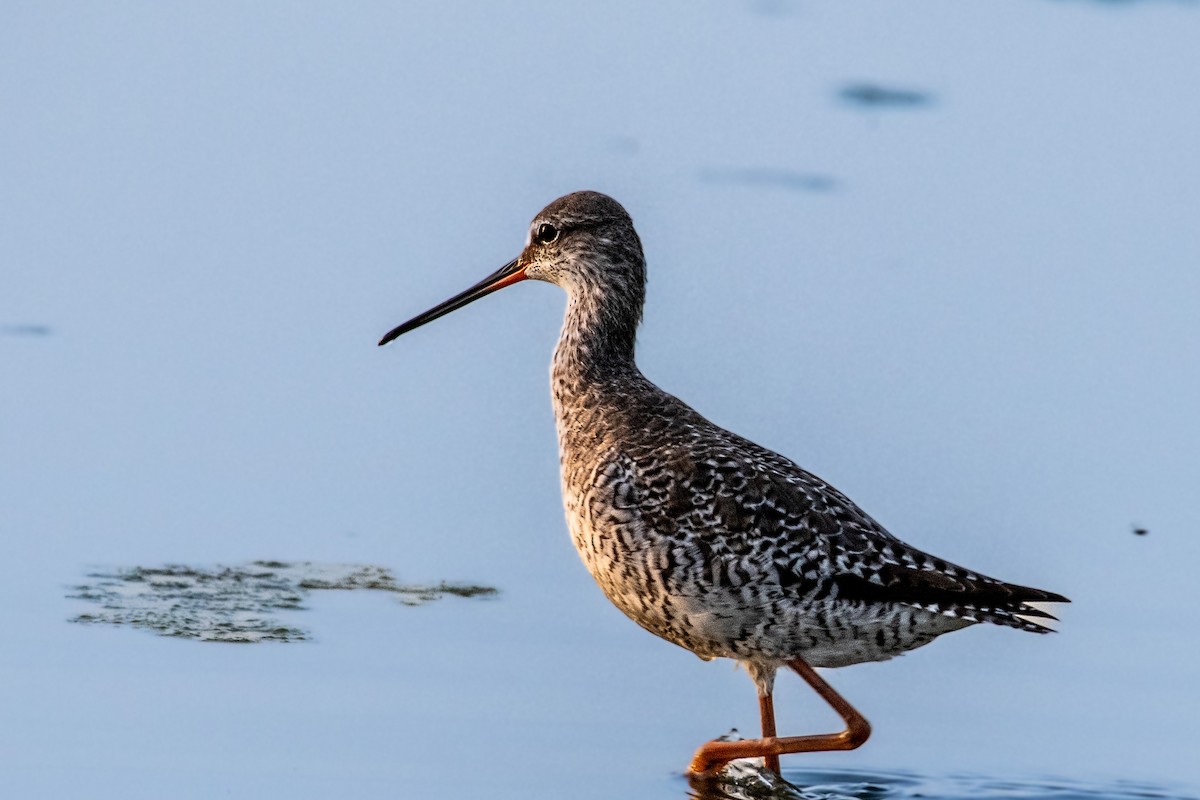 Spotted Redshank - ML442444191