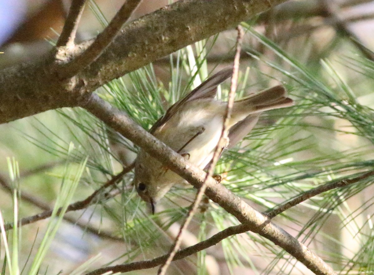 Ruby-crowned Kinglet - Joe Gyekis