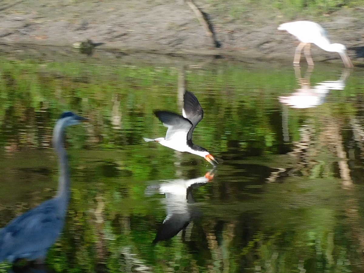 Black Skimmer - ML442444441