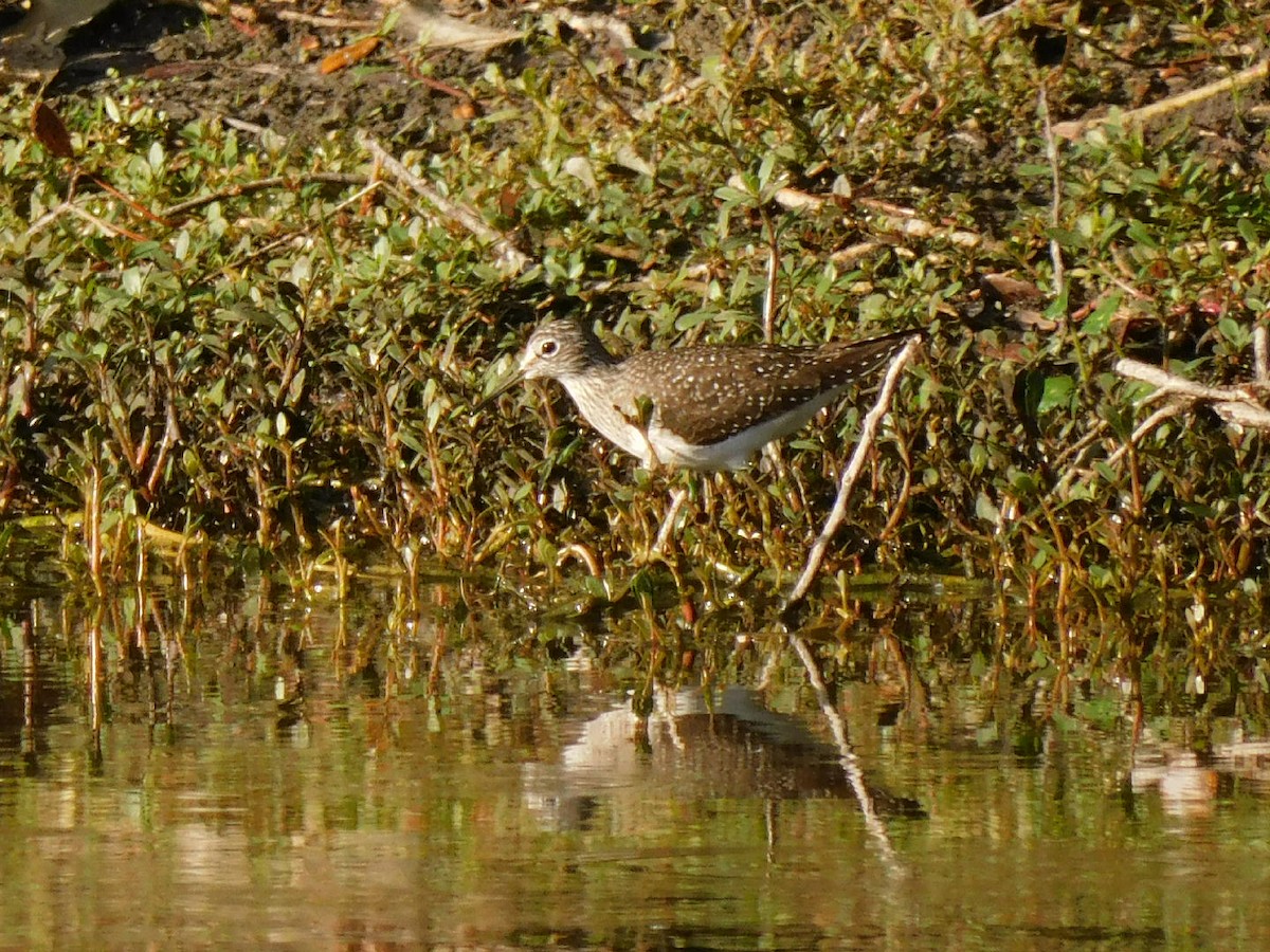 Solitary Sandpiper - Bailey Cleveland