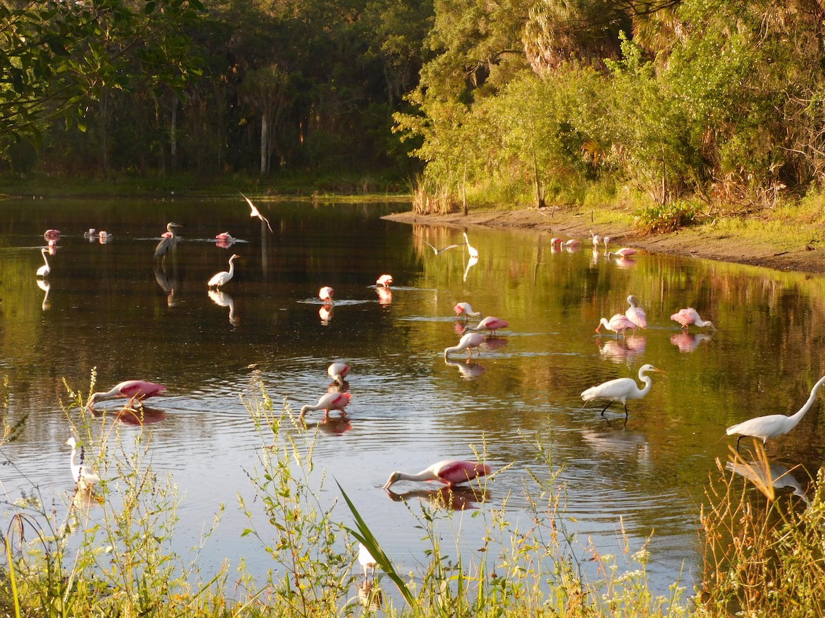 Roseate Spoonbill - ML442444491