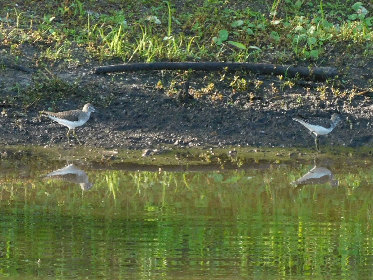 Solitary Sandpiper - ML442444501