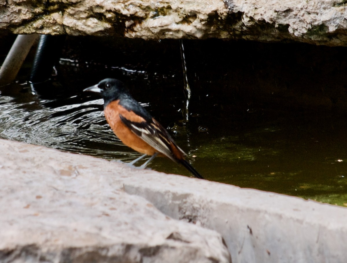 Orchard Oriole - ML442444581