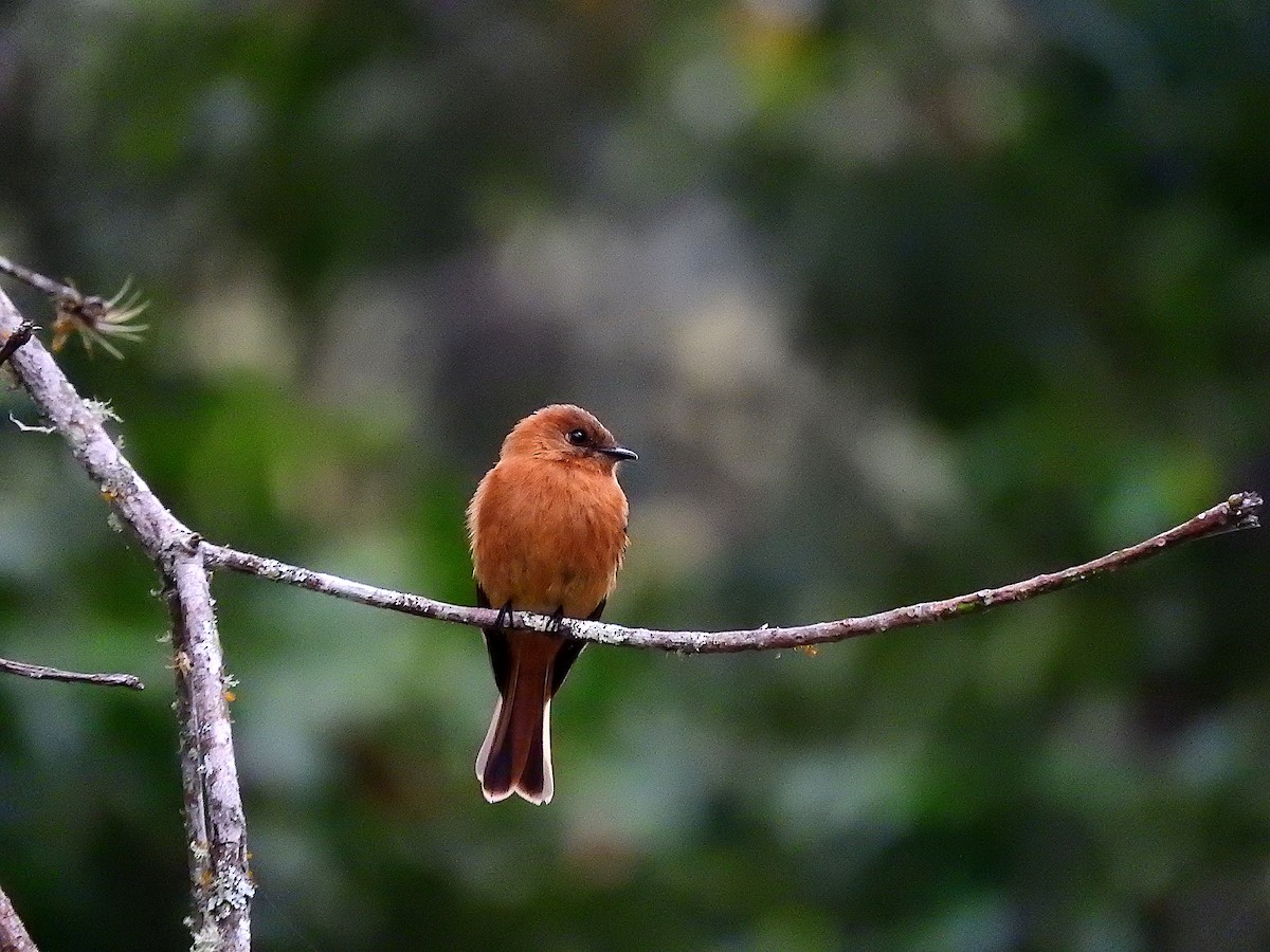 Cinnamon Flycatcher - ML442444761