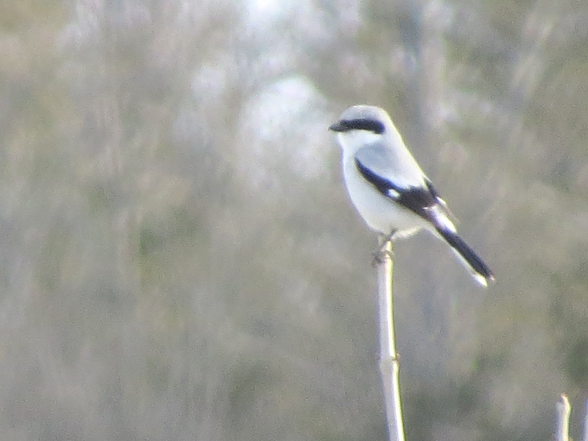 Pie-grièche migratrice - ML442445201