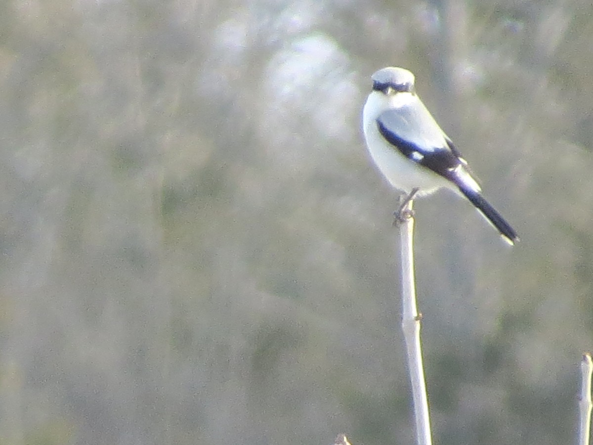 Pie-grièche migratrice - ML442445211