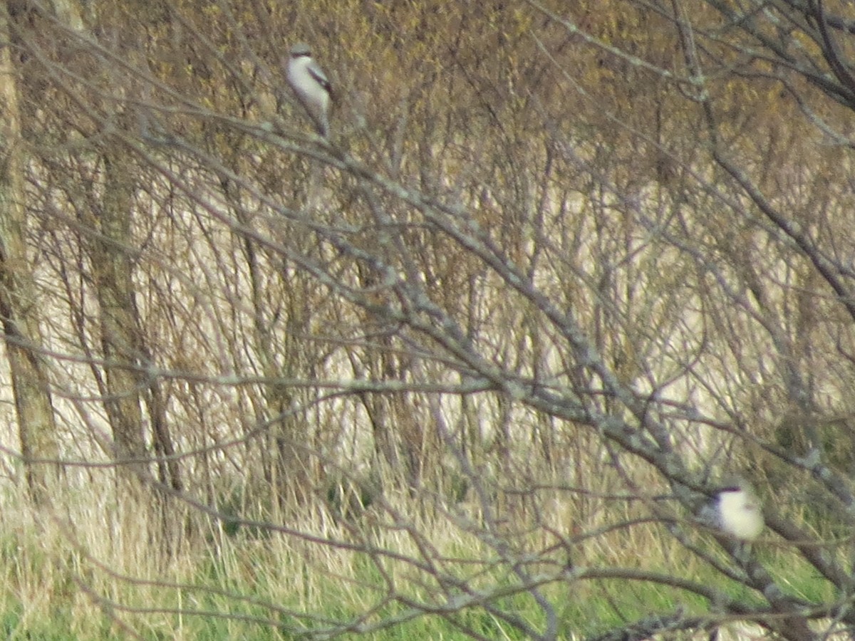 Loggerhead Shrike - ML442445481