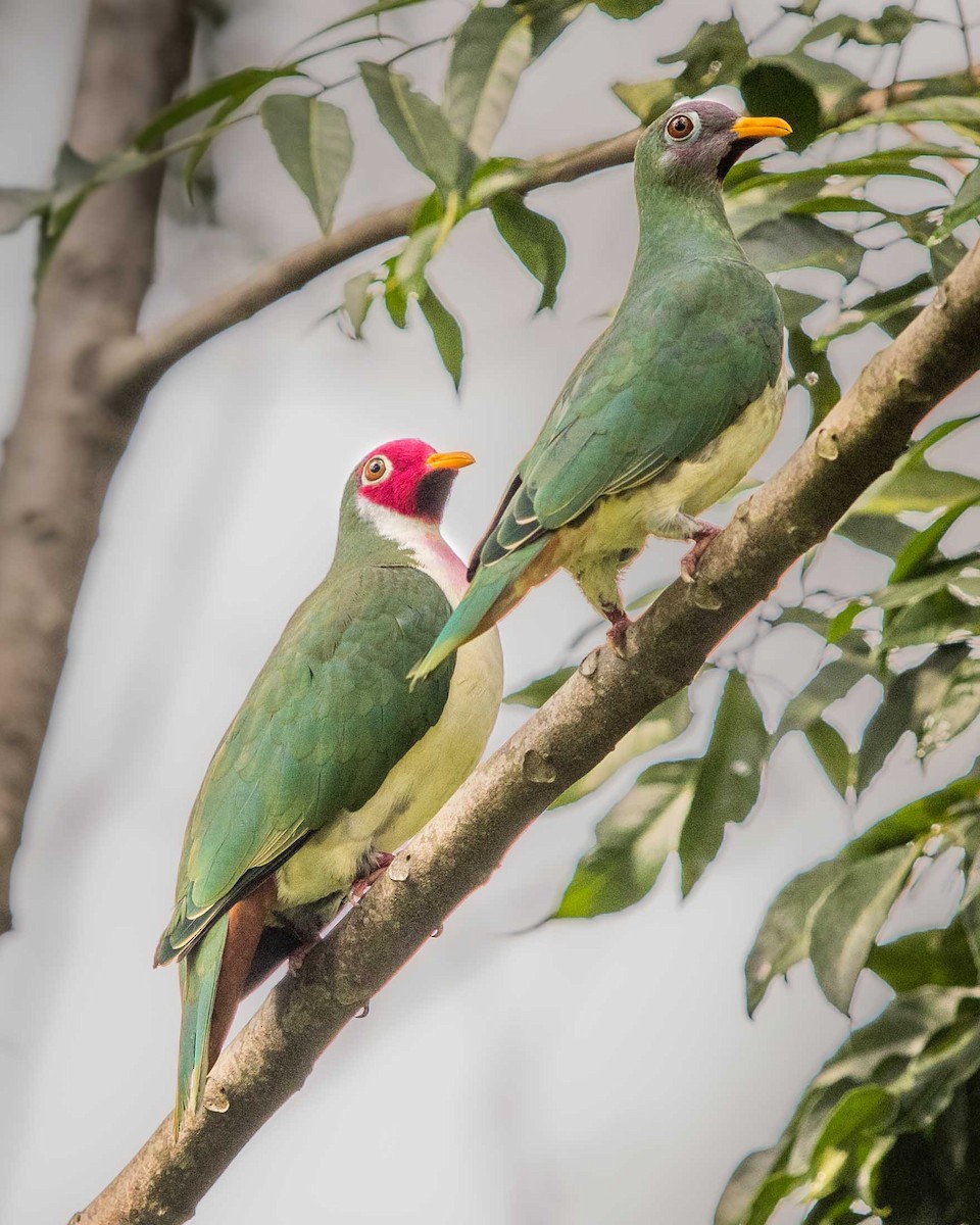 Jambu Fruit-Dove - ML442445491