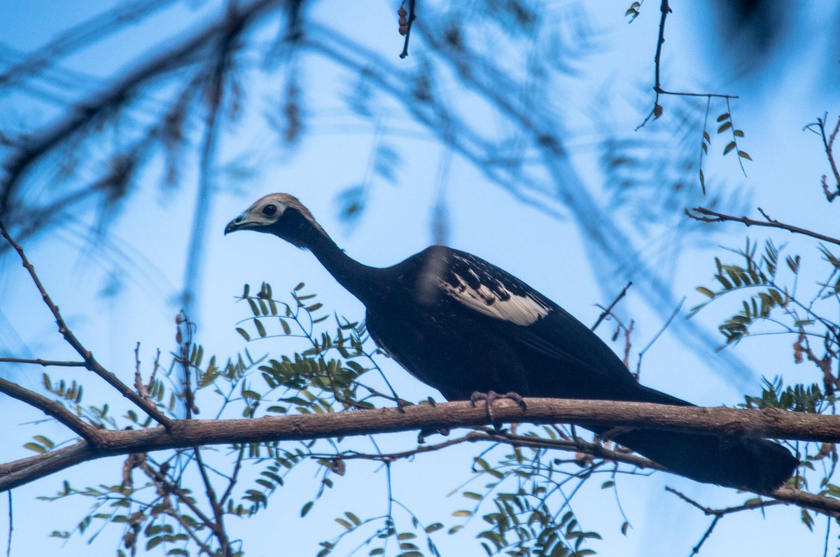 Blue-throated Piping-Guan - ML442445511