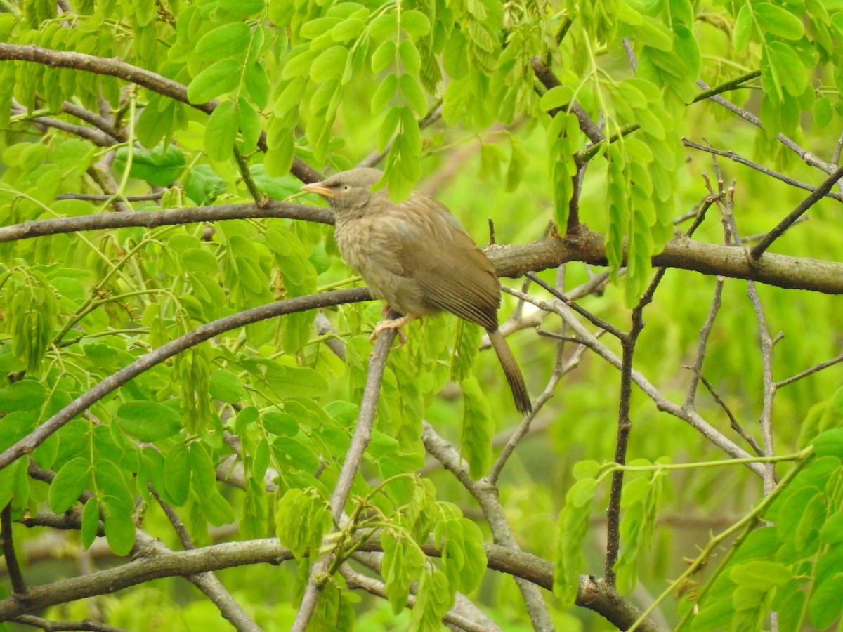 ツチイロヤブチメドリ（striata グループ） - ML442446451