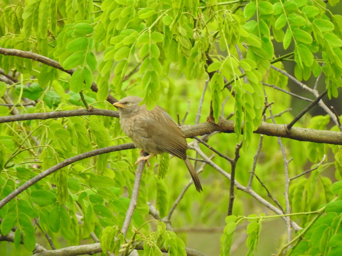 Jungle Babbler (Jungle) - ML442446531