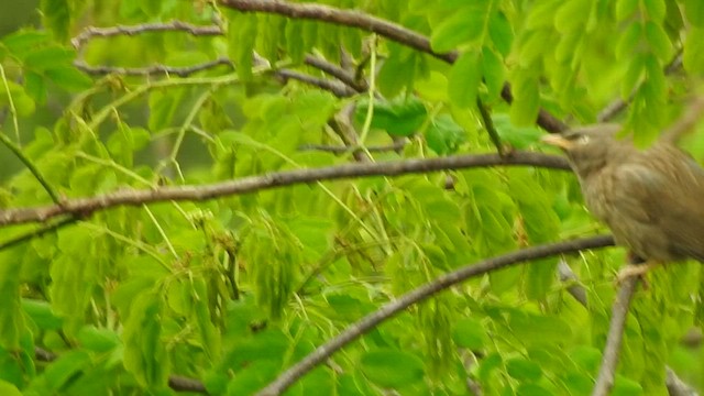 Jungle Babbler (Jungle) - ML442446731