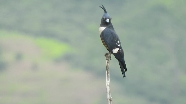 Black Baza - ML442447871