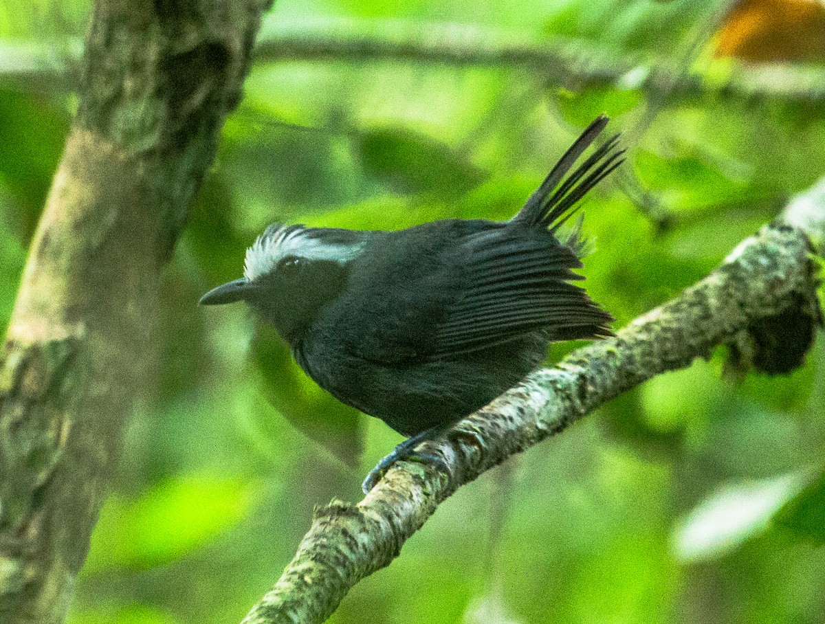 White-browed Antbird - ML442448371