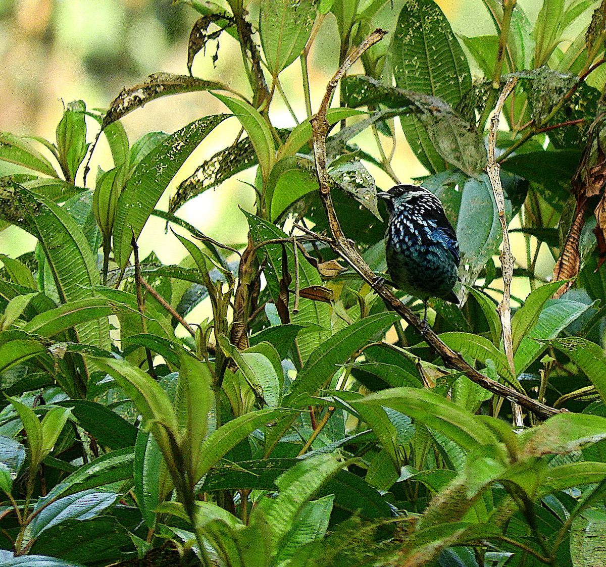 Beryl-spangled Tanager - ML442448981