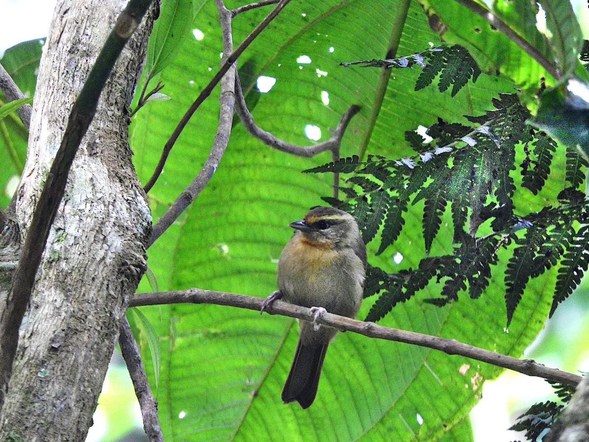 チャイロモリフウキンチョウ - ML442449791