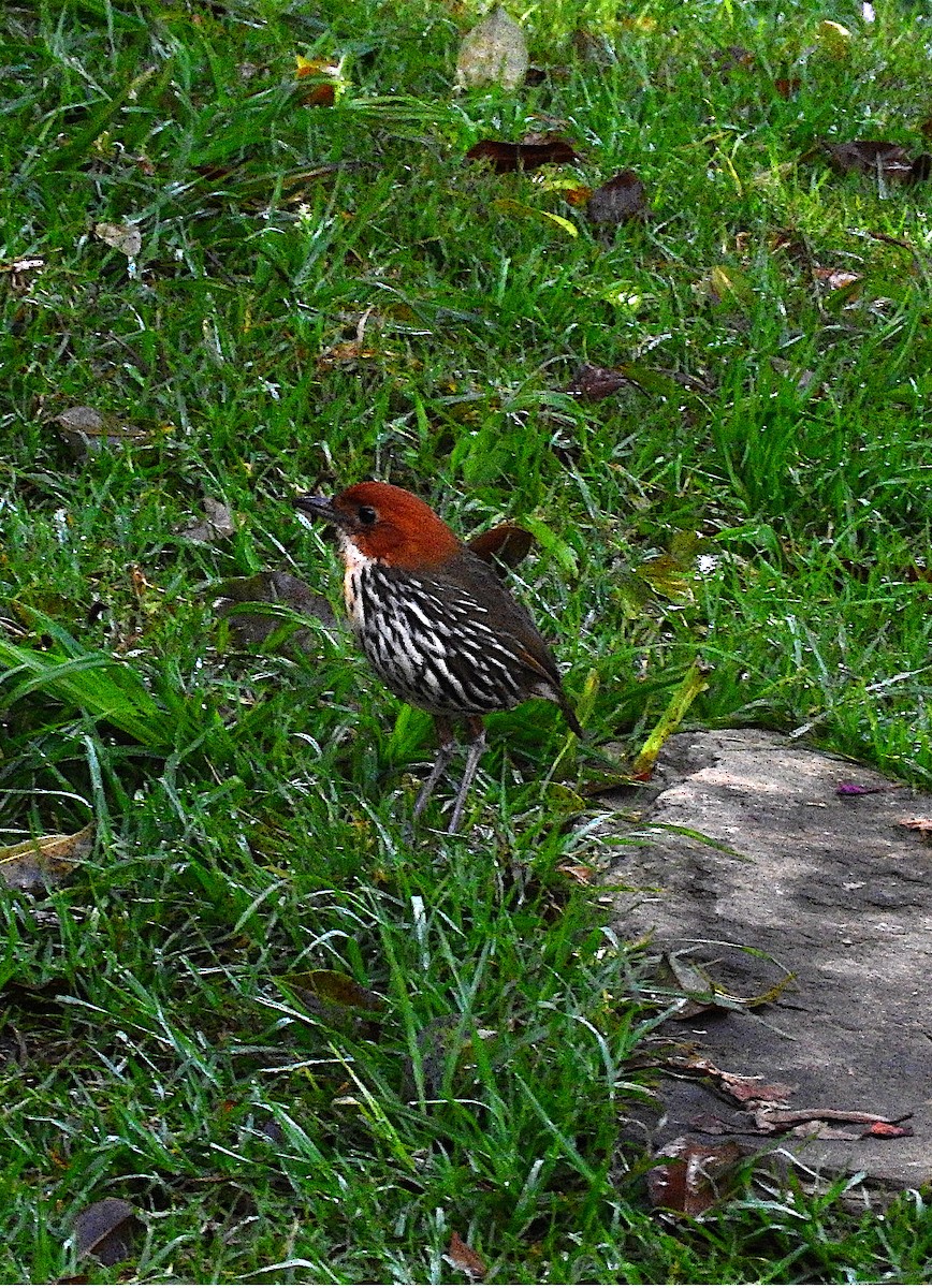 Chestnut-crowned Antpitta - ML442450001