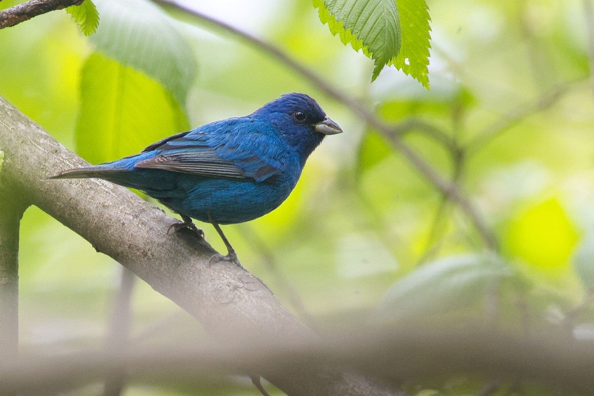 Indigo Bunting - ML442450291