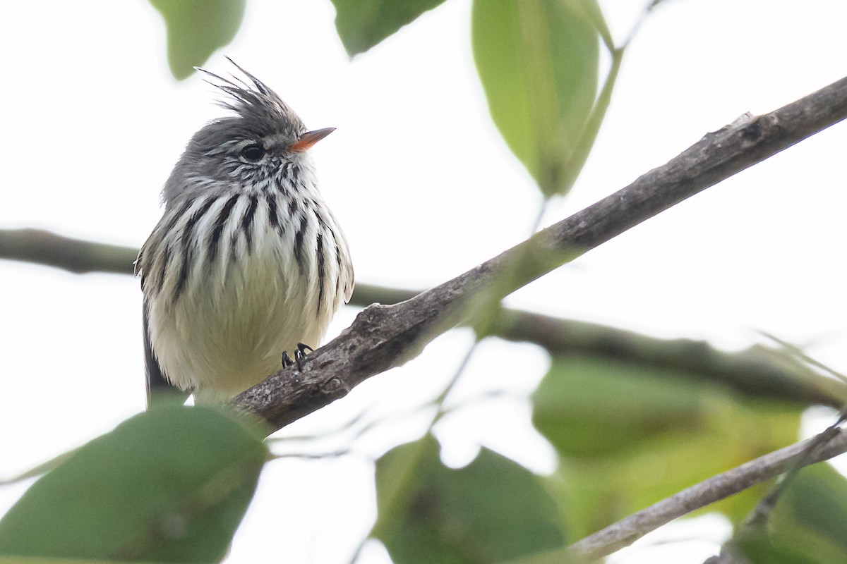 Yellow-billed Tit-Tyrant - ML442450611