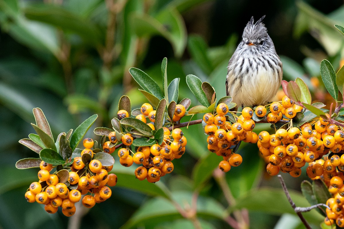 Yellow-billed Tit-Tyrant - ML442450641